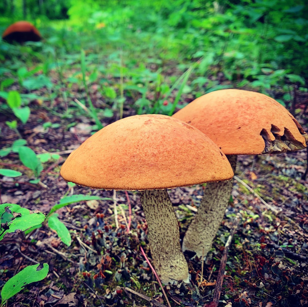 Mushrooms 🍄 in the forest. Get this pic & more for your next project. Link here 👉🏼 blissismymuse.ca/index.php/phot… . . .  #mushrooms #mushroom #macrophotography #closeup #naturelover #earthofficial #ourplanetdaily #whywelovenature #NaturePhotography #fantastic_earth #discovernature