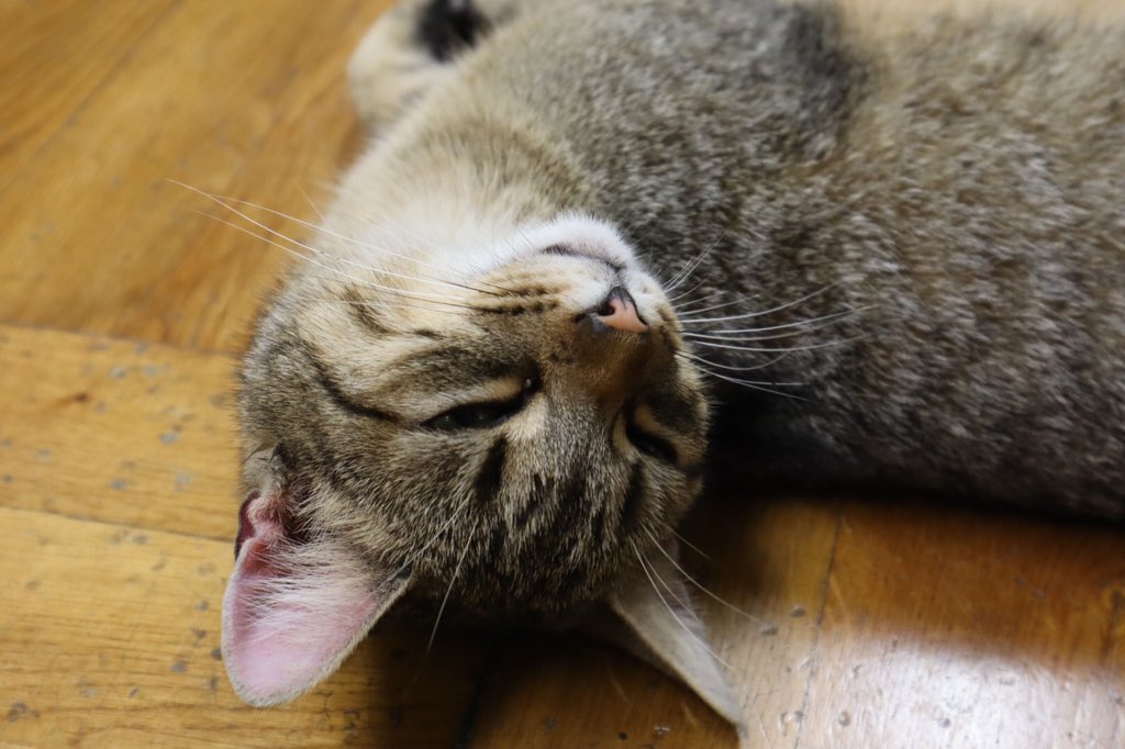 Mr5Yuj's tweet photo. 旅行中に出会ったねこちゃん https://t.co/KKPbYsoKHk