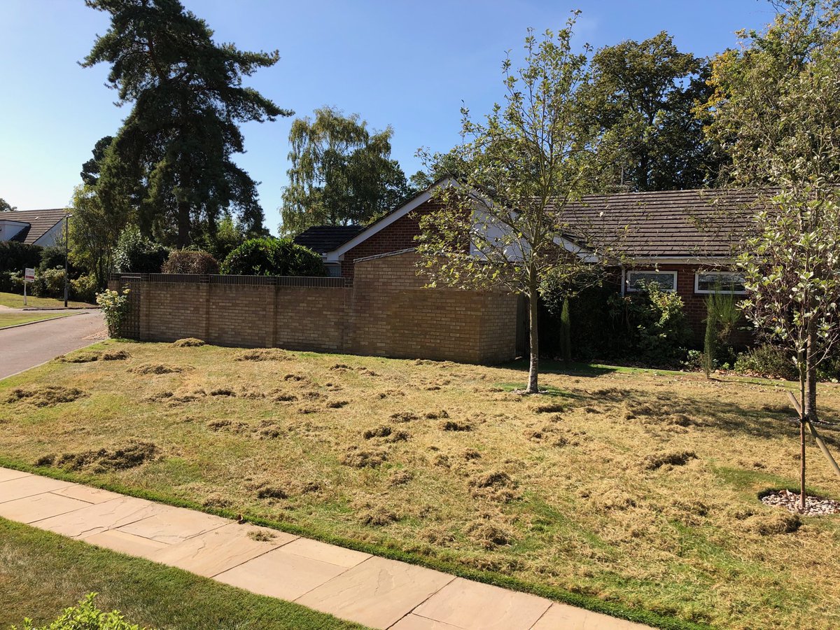 #scarification autumn #lawncare. ⁦<a href="/HayterMowers/">Hayter Mowers 🇬🇧</a>⁩