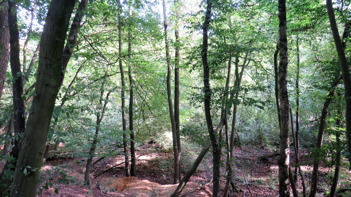 inja5248's tweet photo. #natuurgebied #Hoosden #Roerdalen π
vanochtend genoten van de rust en omgeving
heerlijk wandelweer ππβοΈ
@staatsbosbeheer https://t.co/K4GQyS1n6z