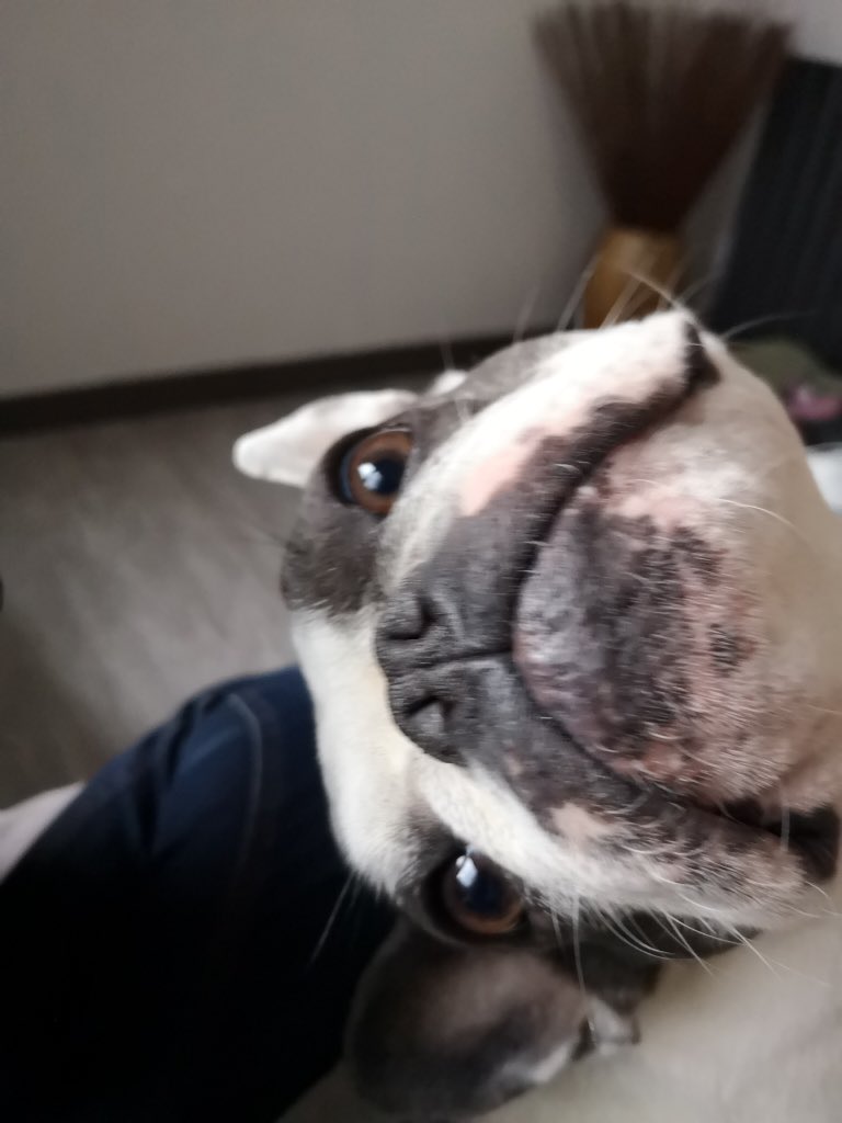 IggyBFrenchie's tweet image. 