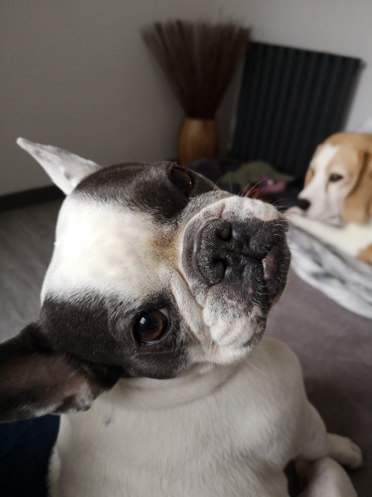 IggyBFrenchie's tweet image. 