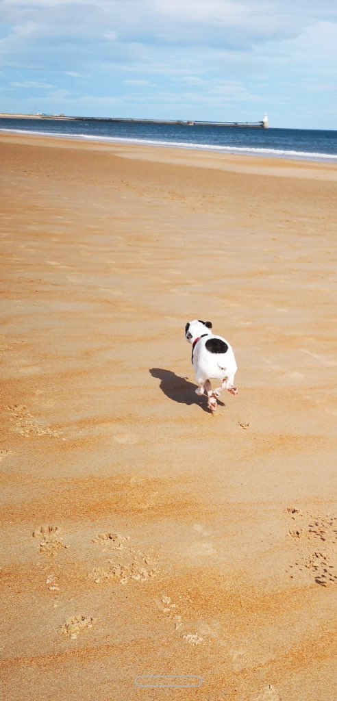 IggyBFrenchie's tweet image. 