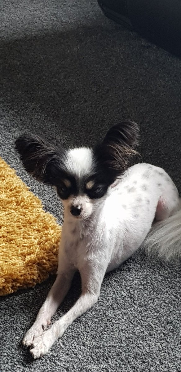 Patch and Louie not happy with me after their long walk 😂 #chion #DogLife