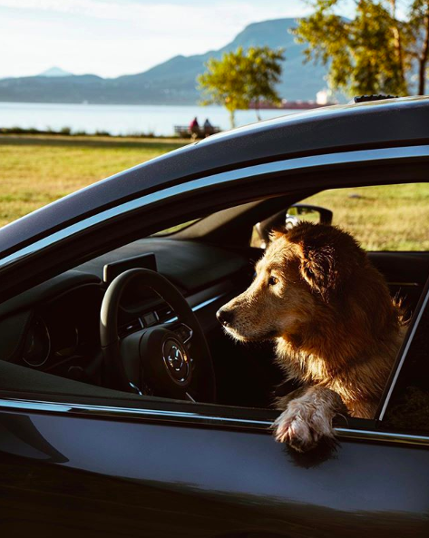 MazdaBouch's tweet photo. Le #Mazda6, le deuxième meilleur ami de l'homme! 😉🐶
https://t.co/UNJndTZJsz
#DuvalAuto
📸: @brittanyshmyr https://t.co/PV4e2yfUao