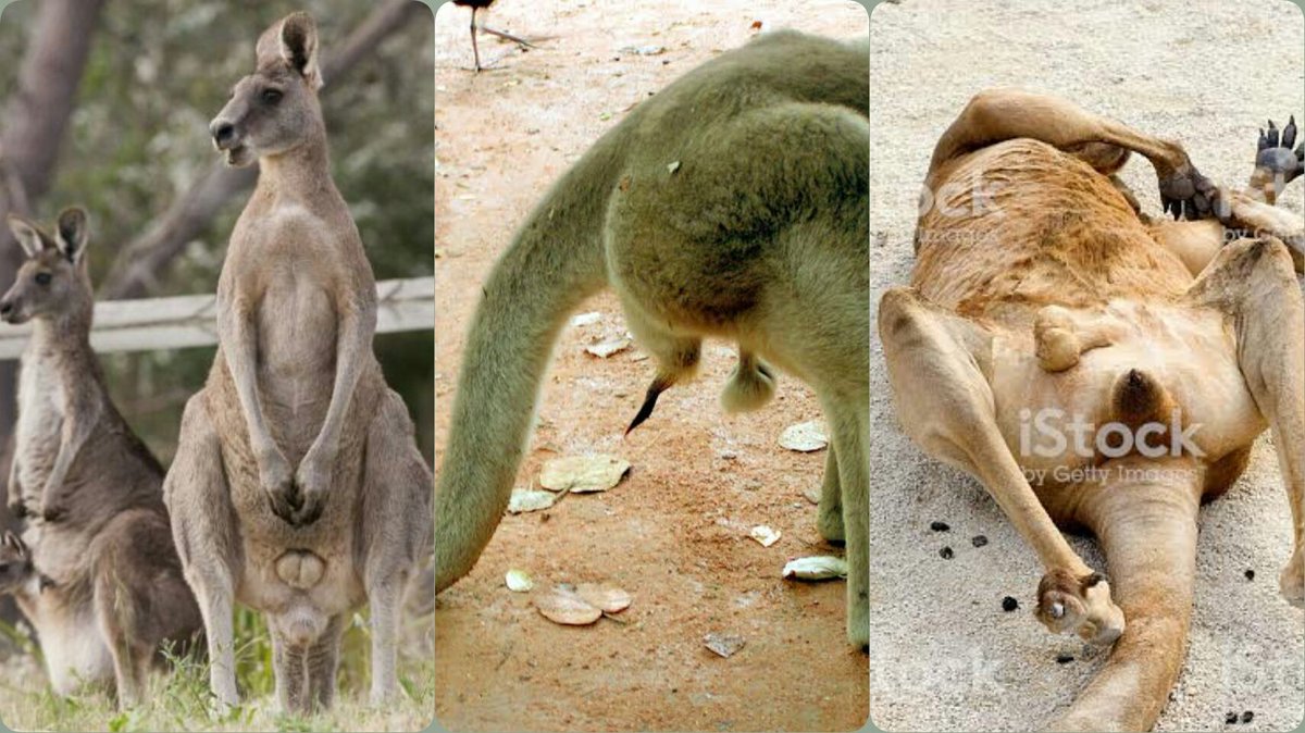 fahamuzaidi's tweet photo. Uume wa kangaroo upo nyuma ya korodani, tofauti na wanyama wengine. 
Kumbuka: Kangaroo wa kike ana sehemu za kike 3.
(National Geographic)
#FahamuZaidi https://t.co/eCPywCpoHP