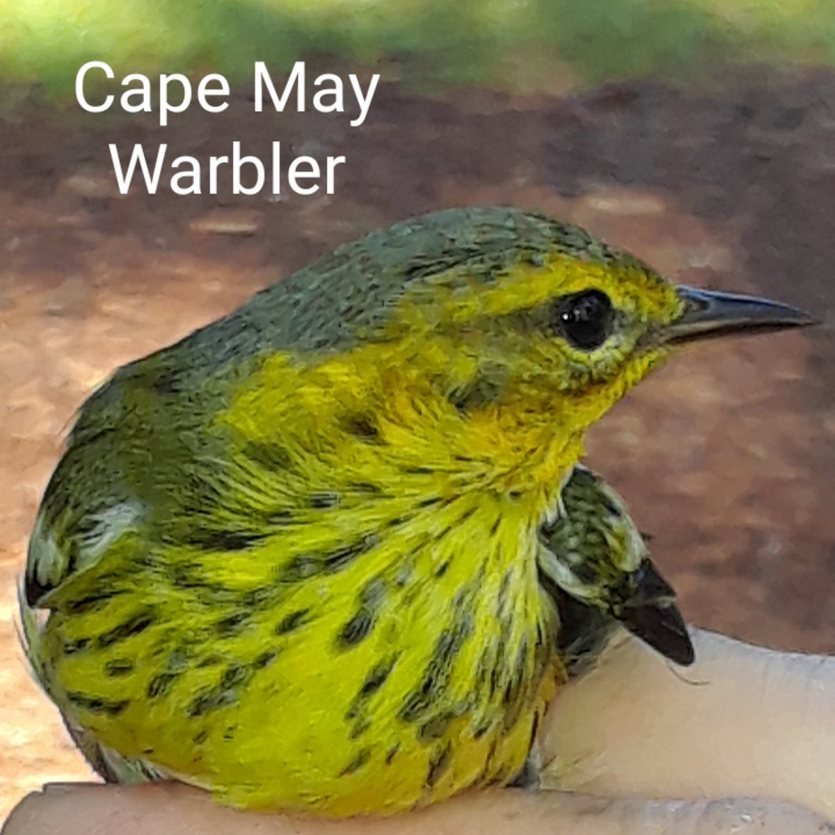 Cape May Warblers see huge population fluctuations based upon Spruce Budworm outbreaks. The population is currently WAY UP and this week may be your best opportunity to see one on Cape Cod in the last 10+ years.