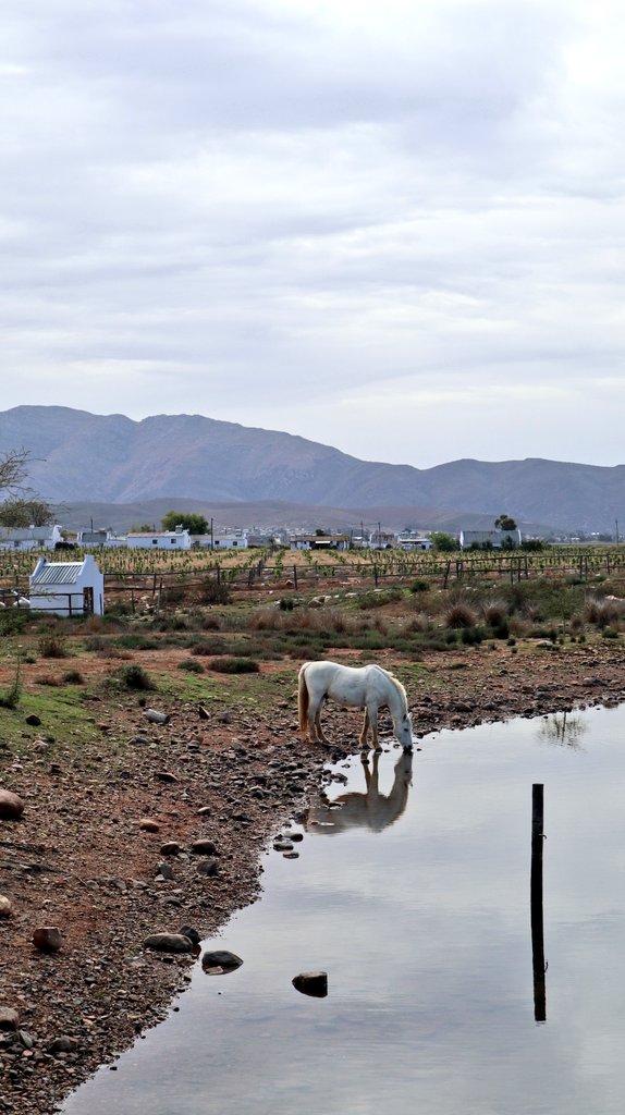 miss_dhanusha's tweet image. Always a great time @excelsior_wine. We blended our own shiraz, merlot and cab sav blends. It costs R75 to blend your own wine and your wine tasting will be free. Really enjoyed their reserve Cabernet Sauvignon.

#springsoiree #springwines #visitlangeberg
