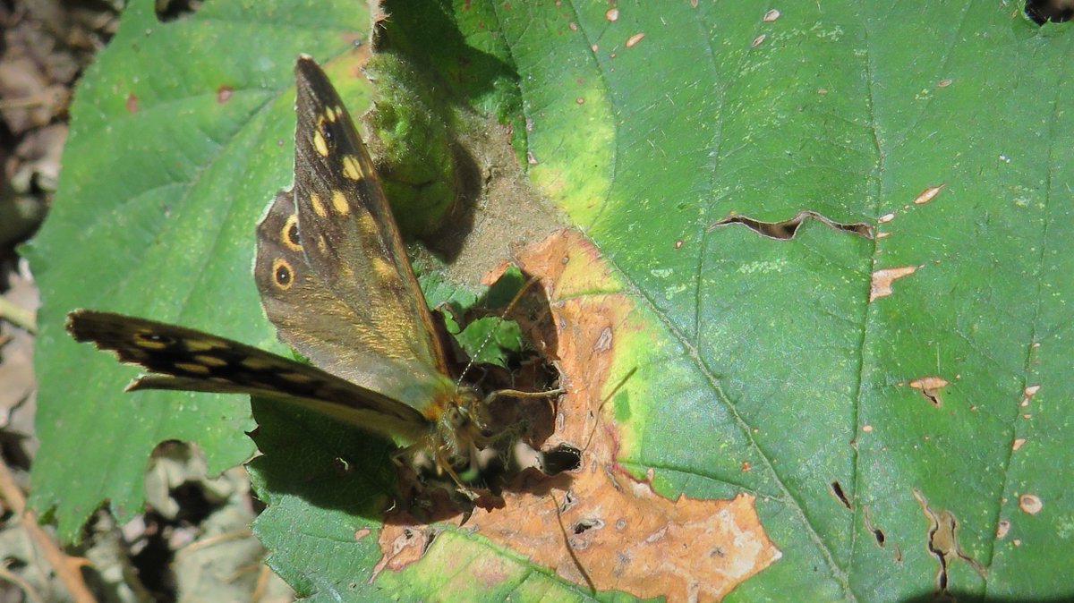 inja5248's tweet photo. #bont_zandoogje π¦
aan deze vlinder geen tekort dit jaar, je zou er bijna over struikelen zoveel
#natuurgebied #Hoosden #Roerdalen π
@vlinderNL https://t.co/H4fscEF7Is