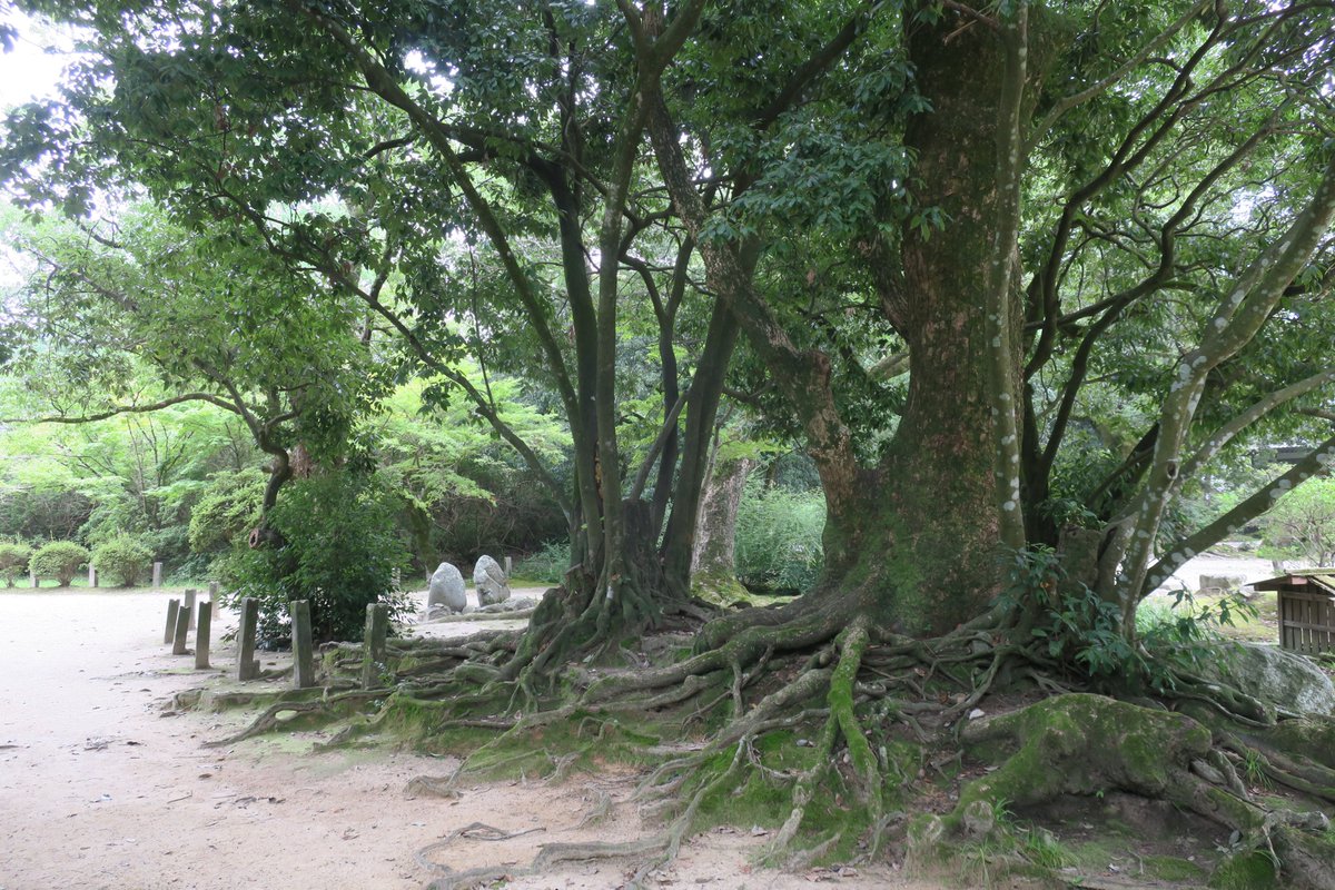 Tokyonobo's tweet image. The first two pix are remains of ancient Dazaifu government office near Fukuoka City. It was the regional government in Kyushu from the 8th to the 12th cent., and was responsible for supervising Japan's maritime frontier. Kanzeon-ji is a seventh-century Buddhist temple in Dazaifu