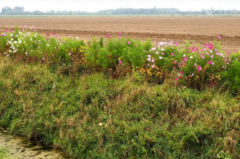 volgCCHW's tweet photo. 29 september excursie bloemen- en graskruidenranden bij boerderij Berckestee in Heinenoord. https://t.co/g81x0PP7LB
#Hoeksewaards landschap organiseert dit samen met #Rietgors, stichting voor agrarisch natuurbeheer in de #Hoeksche Waard. https://t.co/lwFhVL98TC