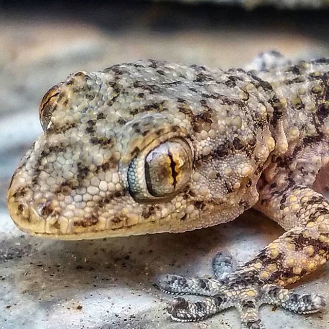 Dragó #acurtadistancia ift.tt/2NgjFNb