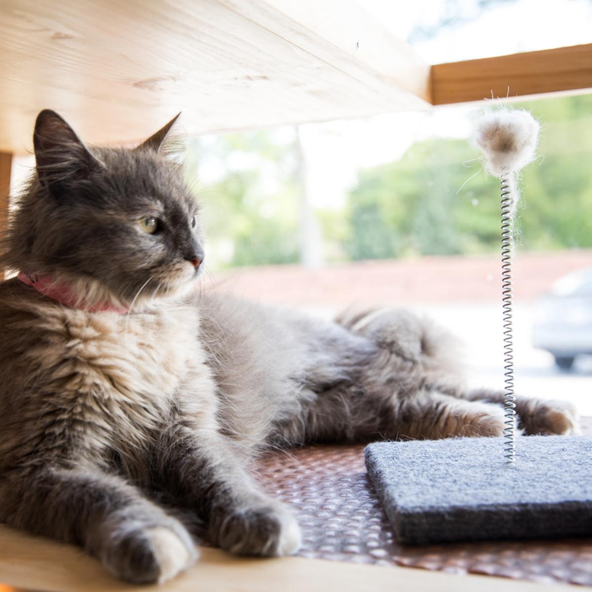 JavaCatsCafe's tweet image. To hit or not to hit? That is the question.