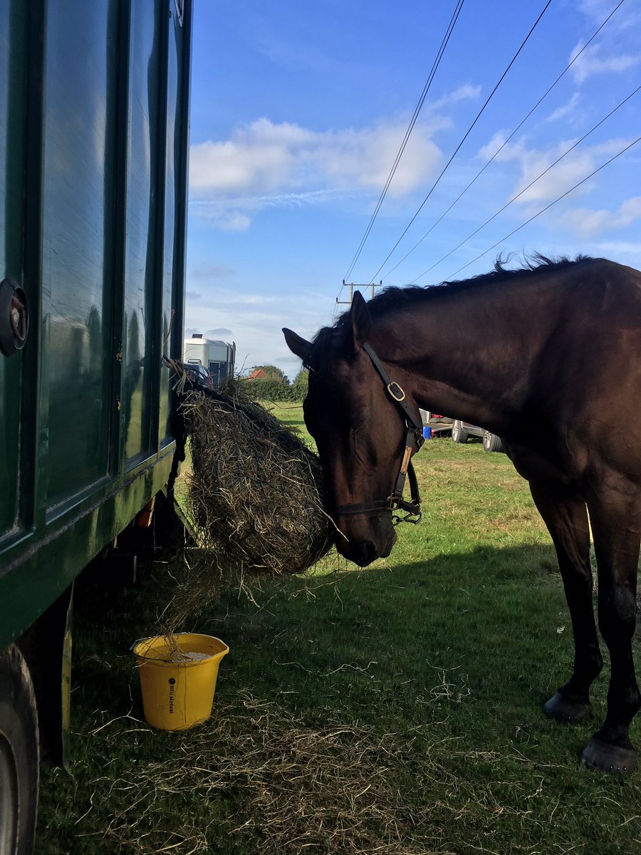 HallEventing's tweet image. Ohhhh you majestic beast I love you! 32, 1 down, clear inside the time! For his first event in a year!!!