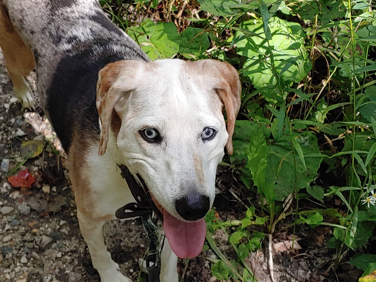 ringleader1010's tweet photo. My blue eyed girl on our walk today 👁🐶🍃🌲🏞 #Chickweed #LeopardCur #Vermont https://t.co/eqWz0IcUUp