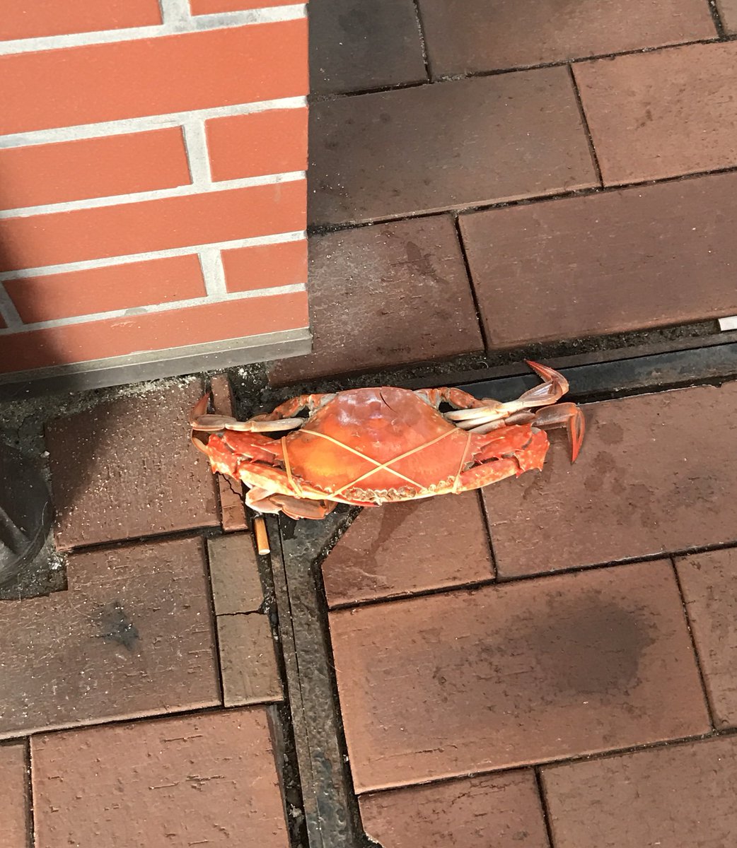 今日岸和田にだんじり観に行ったら
路上にカニ落ちてた。
岸和田やなーって思った。素敵。