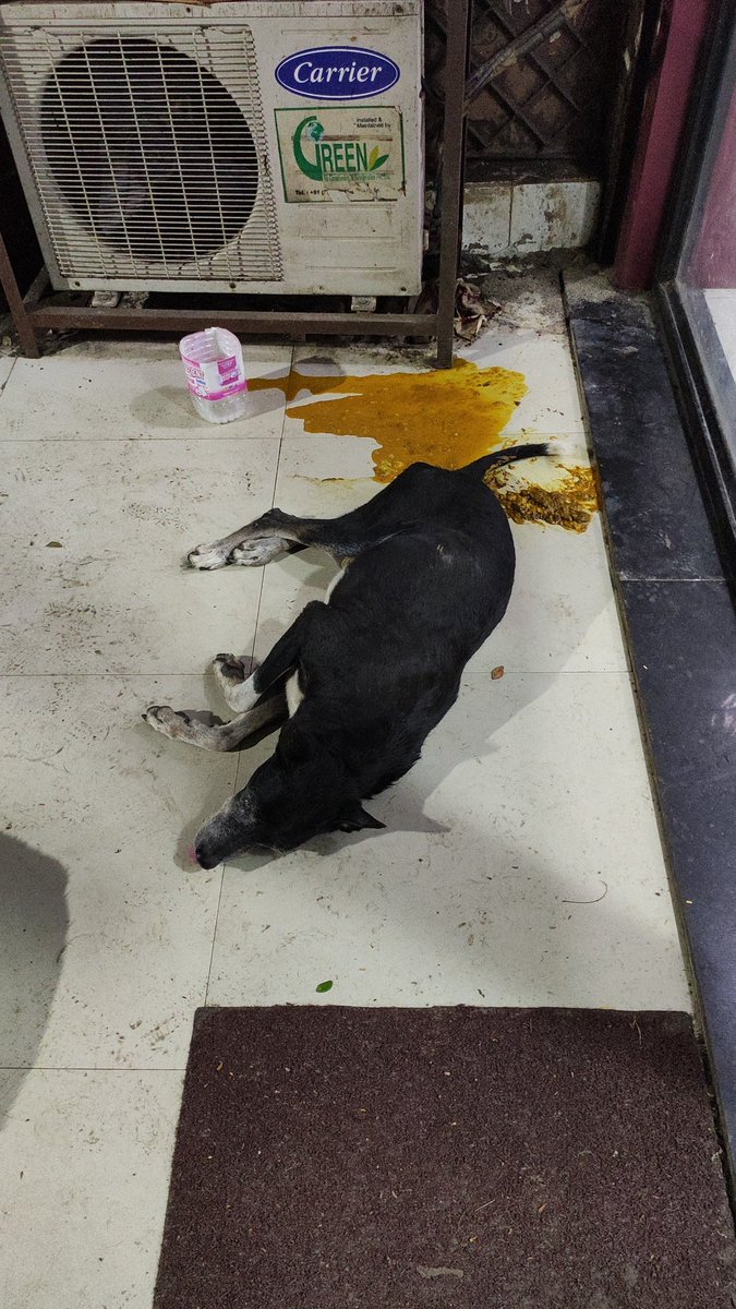 Gagan Meshram (@gagan_meshram_) on Twitter photo Hi <a href="/PetaIndia/">PETA India</a> . This dog looks like too much in pain. It is releasing poop in liquid form and is semi conscious.. getting up and sleeping again and again .. i hv tagged the location. Just outside indusind atm panchsheel buildg, yari road. Hi <a href="/PetaIndia/">PETA India</a> . This dog looks like too much in pain. It is releasing poop in liquid form and is semi conscious.. getting up and sleeping again and again .. i hv tagged the location. Just outside indusind atm panchsheel buildg, yari road.