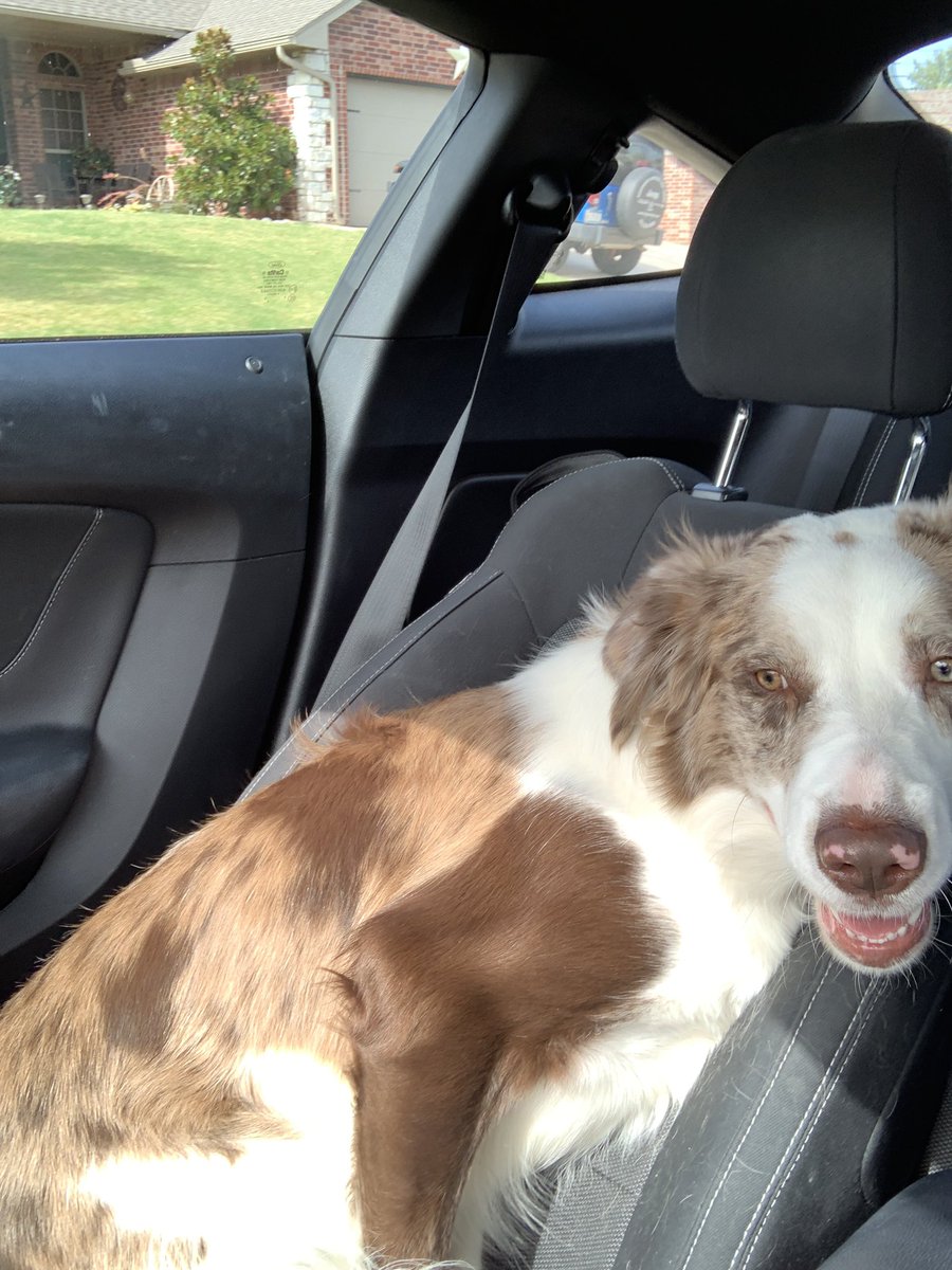 DaytonSkeels's tweet photo. ❗️❗️MISSING DOGGO❗️❗️ Please help me find my boy jax! He broke out of my backyard around 8am this morning. I live off of 15th and fretz. Please if you have any info, let me know! #BringBackBubba https://t.co/dq0mFkRPhk