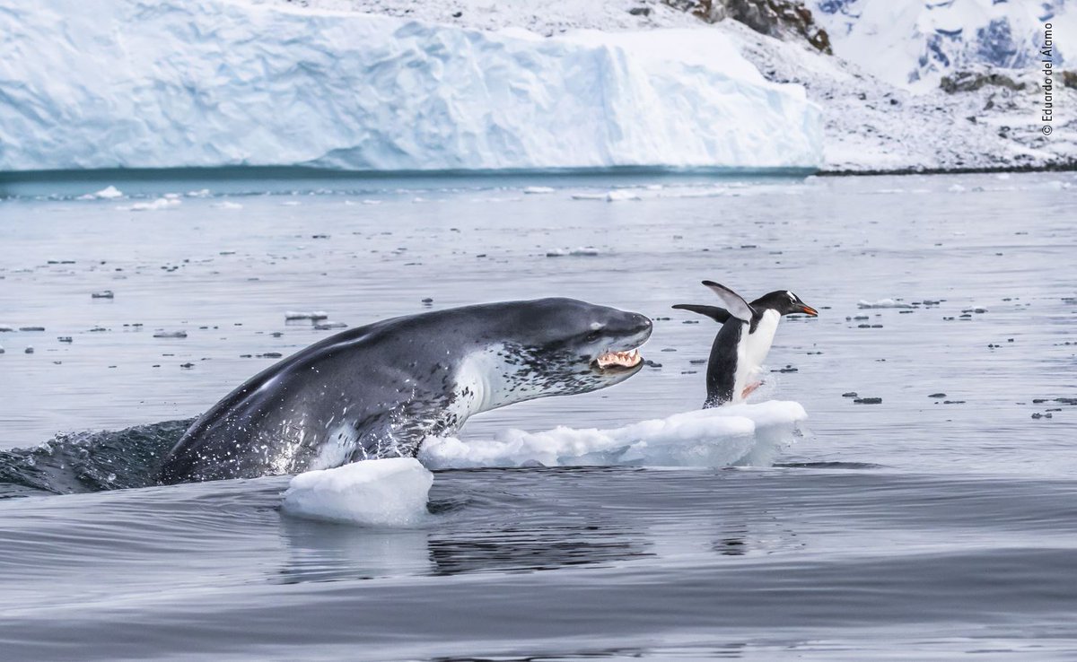 3CatInfo's tweet photo. Les imatges candidates a la millor fotografia de natura de l'any 
https://t.co/7ac7e5XdYh 📷Eduardo del Álamo / Wildlife Photographer of the Year https://t.co/fdZJnzO8AI