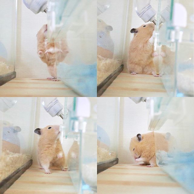 tomo_hams's tweet photo. 📷
.
.
ねずみさん達のフロアで
優雅におさんぽと行きますか☺️
.
いつもと違う香りに興味津々こっちゃん😚
.
.
.
❁
#こはちゃん#こはな
#キンクマハムスター #キンクマ #ハムスター #ハムスターのいる生活 #もふもふな毎日 #hamster #幸せな時間 https://t.co/4ZzozAnXZe