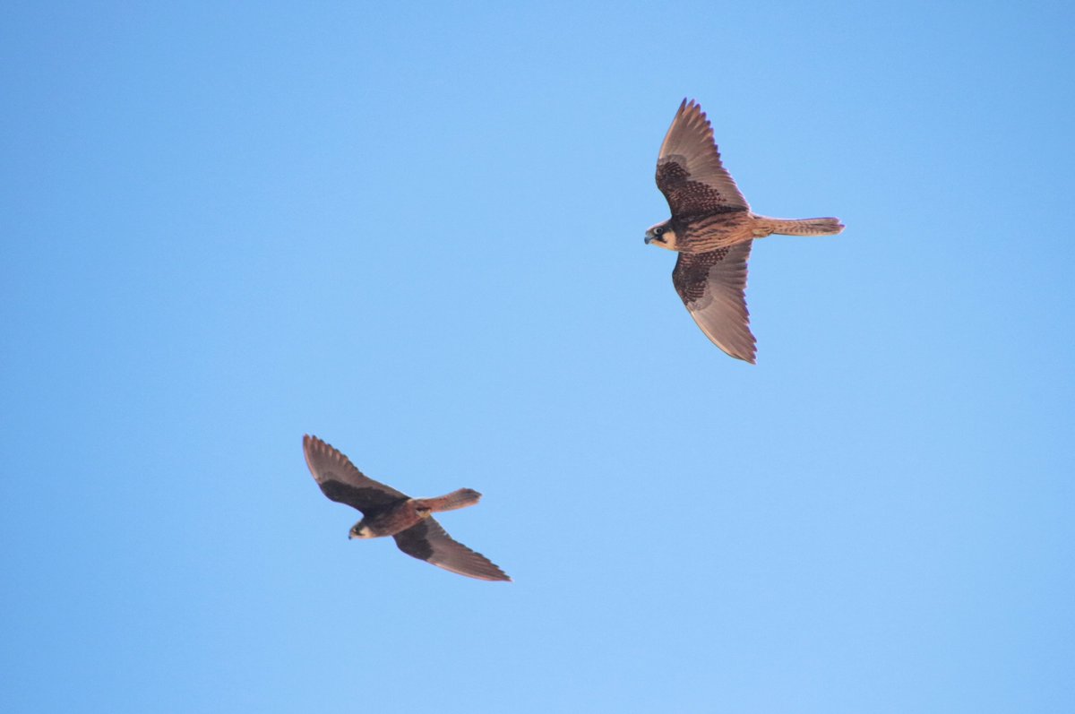 But ... I am now en route back home. So let me take a moment to fill you in on the progress in the Eleonora's Falcon project since the middle of August. Here's a nice picture of one of the pale morph falcon pairs on  #Alegranza to get you back into the mood  #EF2019 [58/n]