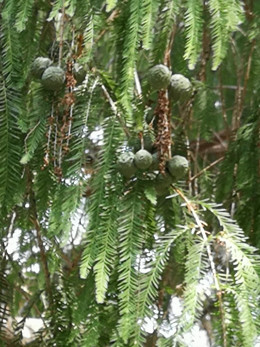 MOConnell07's tweet photo. #Cagiari, capital Sardinia Like any city worth its salt (has many #salinas; famous for #flamingos) it has fine #BotanicGardens Many mature trees incl Pinus halepensis Aleppo p. & Taxodium distichum Swamp cypress 30+ m tall Gardens establish1800s by botanist Patrizio Gennari https://t.co/kXQS5hd69w