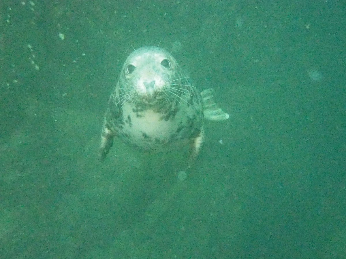 robweeda's tweet image. Mooi duiken in de Noordzee bij Seahouses. Net voor de brexit. #duiken #OSCD