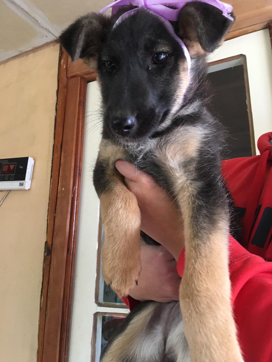 makyta77's tweet photo. Busco hogar para esta perrita que la abandonaron en #Pirque #FelizDomingo #DOGLOVERS #BuenDomingo RT porfa https://t.co/R8OnQFcQUi