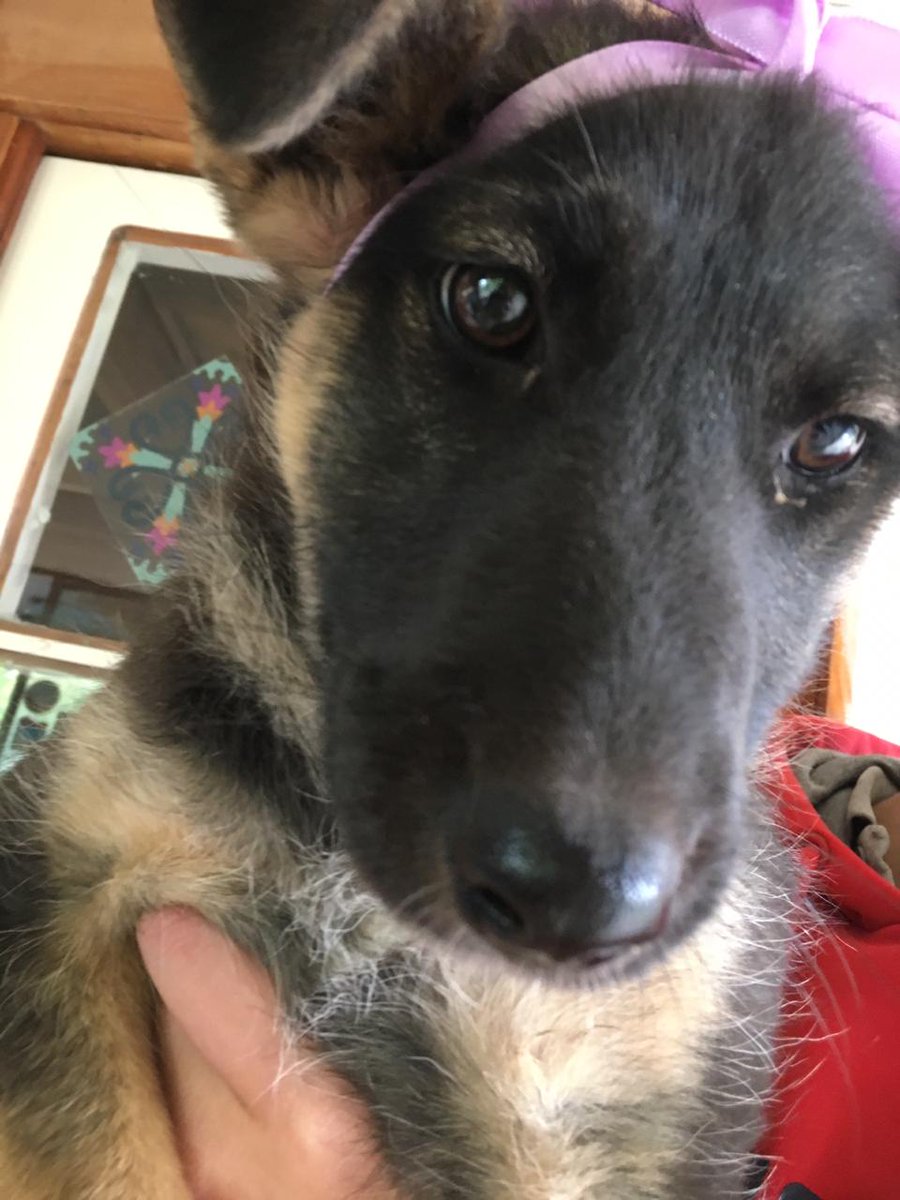 makyta77's tweet photo. Busco hogar para esta perrita que la abandonaron en #Pirque #FelizDomingo #DOGLOVERS #BuenDomingo RT porfa https://t.co/R8OnQFcQUi