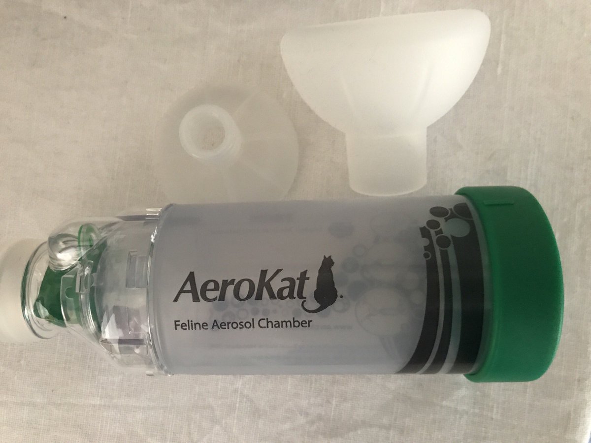 naturallycats1's tweet image. New inhaler turned up today for our Little Leo. Let the behaviour modification begin ☺️ #felineasthma #directmeds #behaviourmodification #lovecats #aerokat