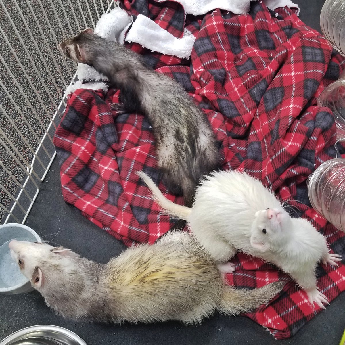 FurryInc's tweet photo. Ferret adoptions until 1:00pm. @AiredaleAntics 
https://t.co/SZp1jx1sQ5 https://t.co/aMuLmyyZTV