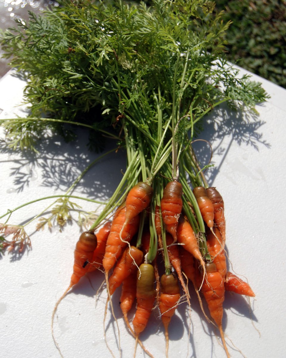 Zone9Garden's tweet photo. Getting one of my #Garden beds ready to sow a bunch of carrots.  I was gifted a few different packs of seeds.  Time to see which ones I like the most!

#Zone9Garden #GrowyourOwn #VegetableGarden https://t.co/abZnXq6vSB