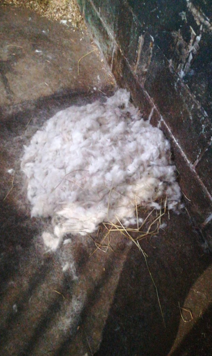 albeg59's tweet photo. Before and after clipping #connemarapony #whocallsahorserobert #clippingtime https://t.co/3JjLzYtS8B