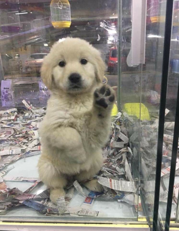 Bu petshop bu canları bu şekilde satıyor. Hayvanlar kendi pisliğinin üstünde uyuyor. Burası avm otoparkı! Güneş bile görmüyorlar! Yer Muğla RüyaPark Avm Mutlu Patiler Petshop! @patimbenim <a href="/BarisTahmaz/">bAristAhmAz</a> <a href="/pino_naz/">MeLTeM 🐾</a> <a href="/portovecchiaa/">ʙᴇʟʟɪ's</a> <a href="/HayvanOzgurlugu/">Hayvan Özgürlüğü</a> <a href="/meldaonur/">Melda Onur</a> <a href="/omurgedik/">Ömür Gedik</a>