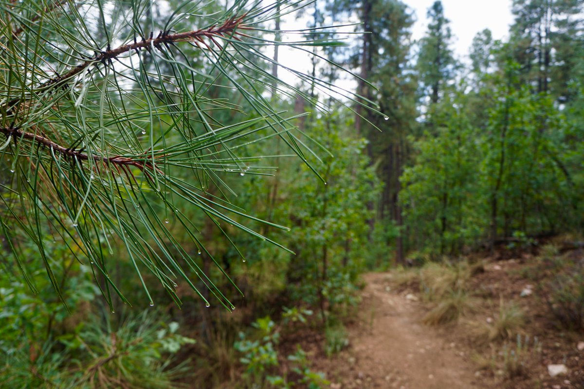 NearAndFarAZ's tweet photo. I love a rainy forestπ²π§οΈ #PrescottNationalForest #CopperBasin #PrescottCircleTrail #PrescottAZ @PrescottNF #ArizonaTrails https://t.co/XiP1QMQTyS