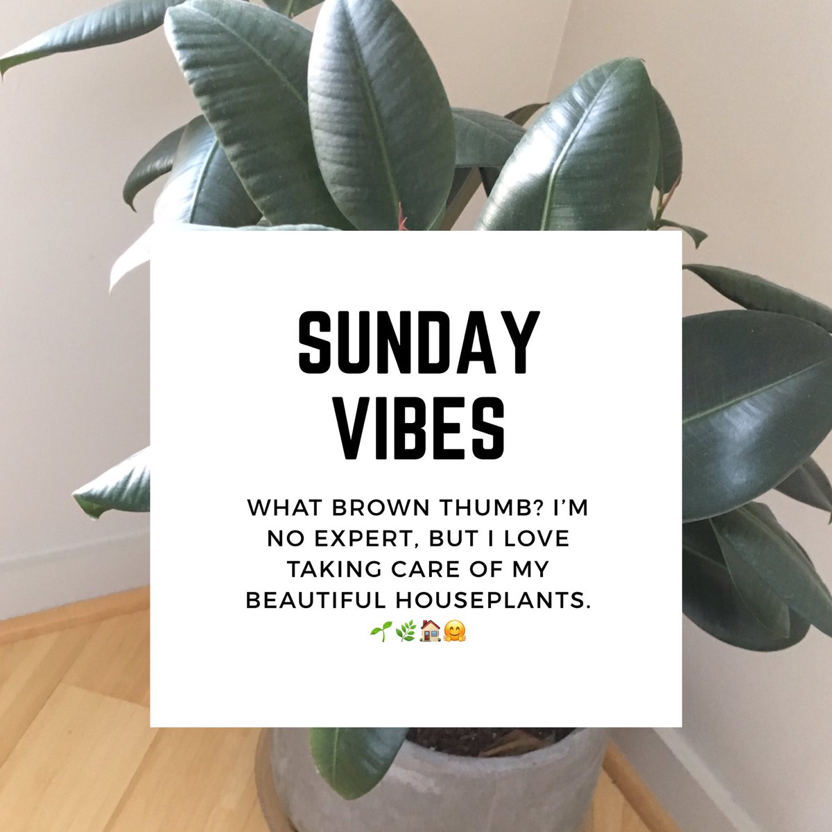 #atlantaliving
#cleanair
#creation
#houseplants
#makehomeyours
#noplacelikehome
#realplants
#simplethings
#sundayvibes
#talktoyourplants