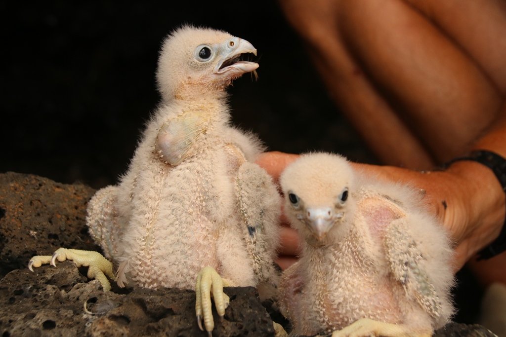 It wasn't always easy finding prey. Especially in late Aug and early Sept, when the winds blowing migrant birds to the Canaries subsided. Any food the males caught was fed to chicks; so no larders. But at least they seemed content with pot bellies and full crops.  #EF2019 [68/n]