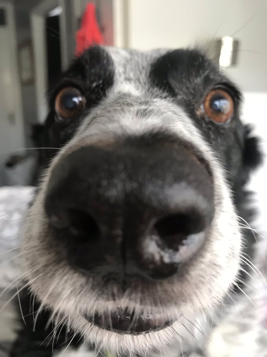 kazbo75's tweet photo. ❤️BFF #dogsoftwitter https://t.co/lkTYkVUsTl