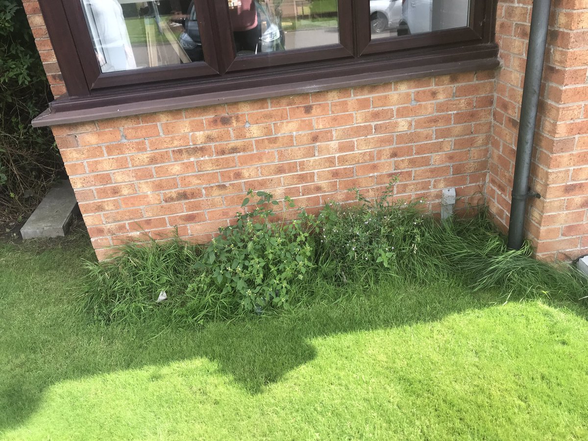 fiona_herriot's tweet photo. Before and after pics of a client’s under window area #frontgarden #sundaygardening #FiGStlc #hebe #azalea #eunonymous  hope she likes it 🌿🌿🌿 https://t.co/iqxvDedJ1t