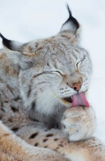 marillion13's tweet photo. #Bleps4ESA!!! @BigCatRescue https://t.co/6XBUuKWNqI