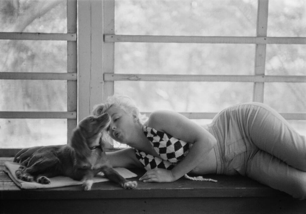 MarilynDiary's tweet photo. Marilyn Monroe once said, "Dogs nevere bit me. Just humans." https://t.co/hTZMT8nbjq