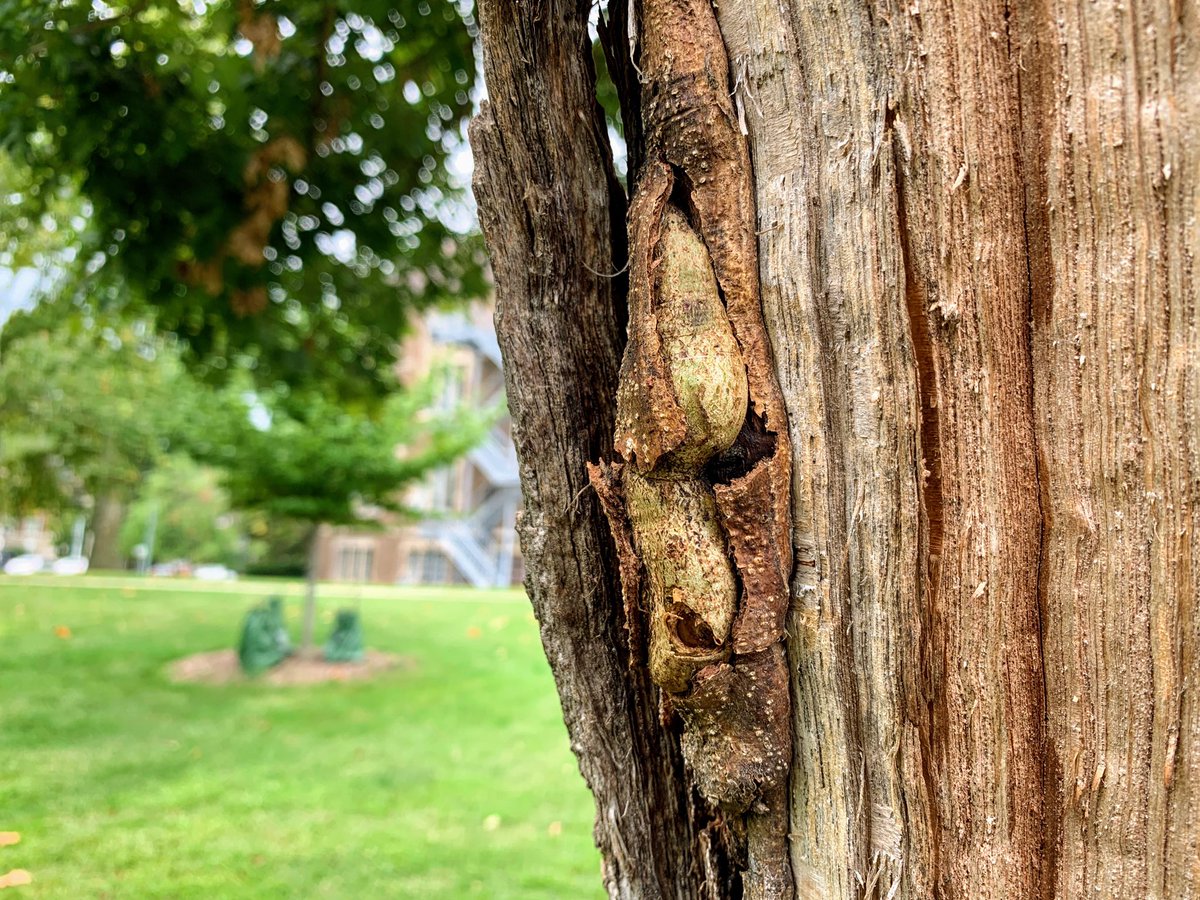 cplong's tweet photo. New growth on the #ResilientTree with the American Beech tree in the background planted in honor of all survivors and family members impacted by sexual violence. @MSUMuseum https://t.co/nNkFIAR8ej