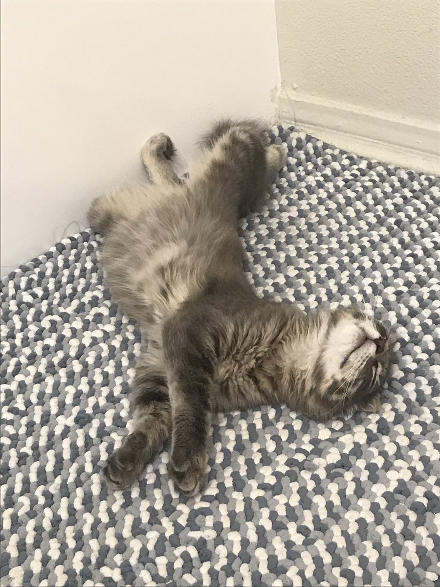 good morning have u seen my new son