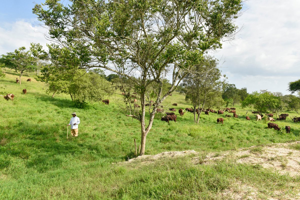 It has been a happy day spent at the farm in Kisozi, Gomba District, grazing my cattle. To everyone who wished me a happy 75th birthday; thank you, mwebale nnyo, apwoyo, eyalama, mwanyala naabi, mwebale Inho, mwebale muno, mwebare munonga, mwasinja.