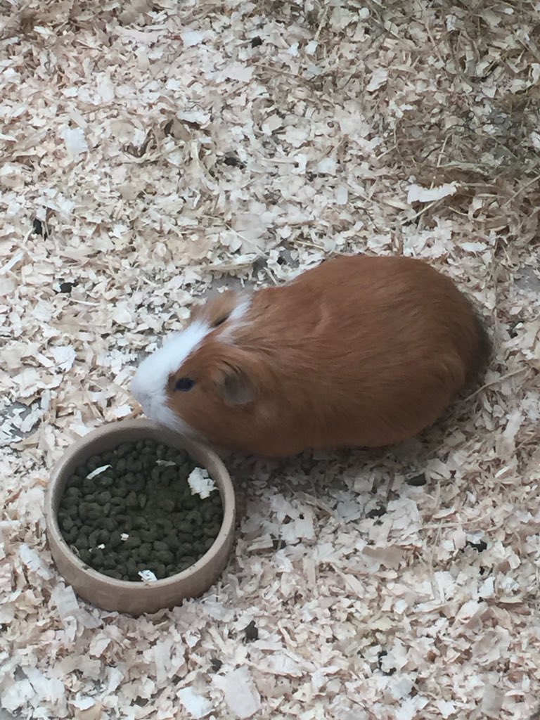 MissLHoward's tweet photo. I did say โhello Hilaryโ when I spied the guinea pig village at #headsofayrfarmpark #fleabag #guineapigthemedcafe https://t.co/Eg4CUuj55n