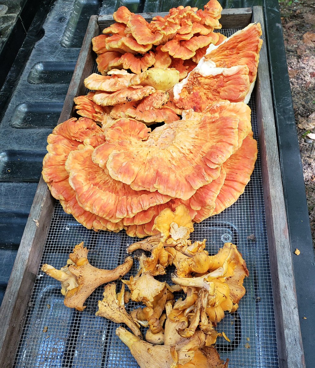 Went metal detecting and scored some mushrooms. I love being in the woods.