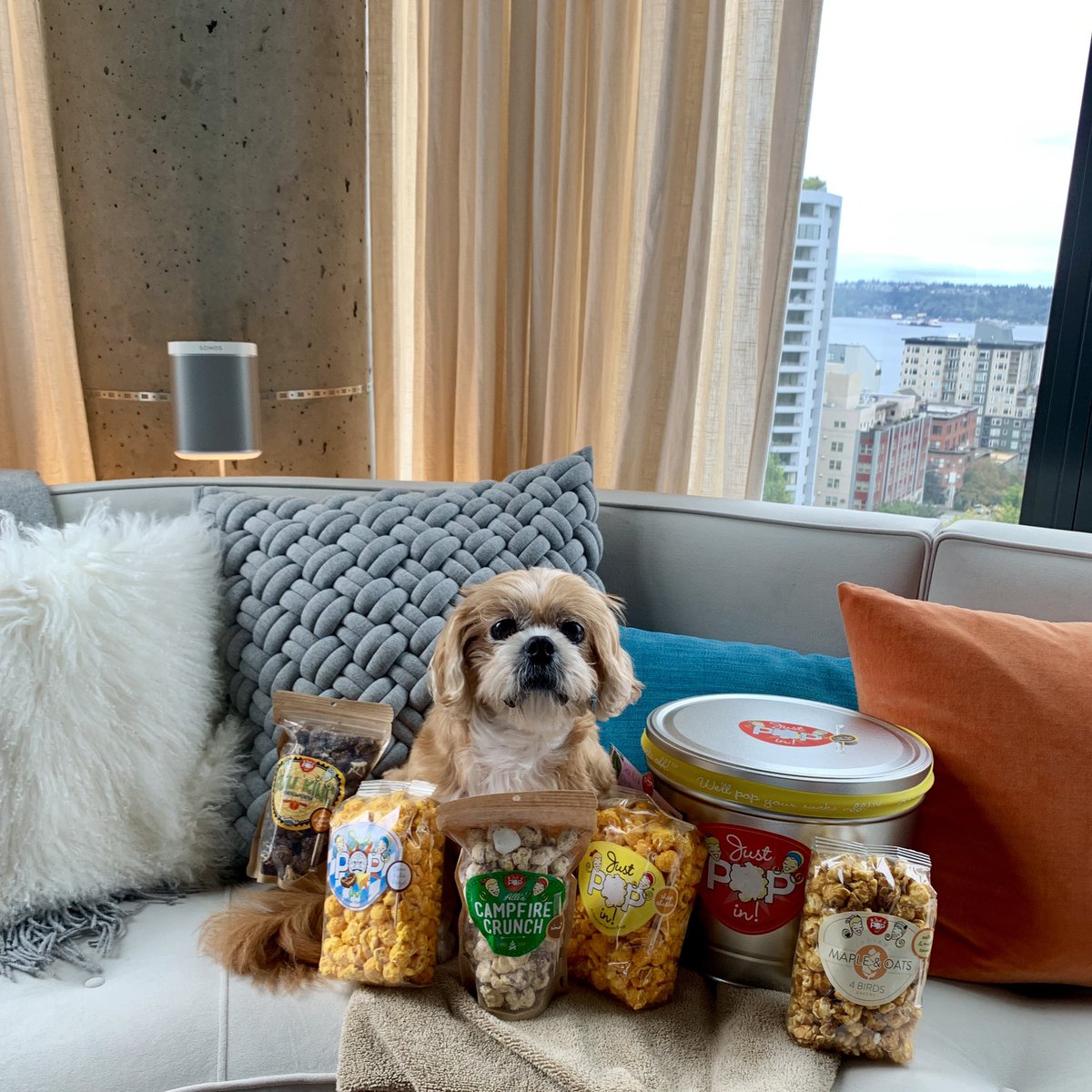 Kuma bear was so excited to receive a package of the best popcorn in the land from <a href="/JustPopInOnline/">Just Pop In!</a> ! Here he is posing proudly with his loot.🍿 🐶 ❤️ #justpopin #foodanddogs #pekeshitzu #popcorn #indy #seattle