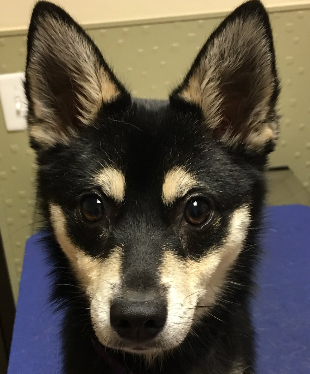 akonapet's tweet photo. On Sept 9, Alaskan Klee Kais Gost and Nymera, joined Abigail Keppler in Kona from Phoenix
Aloha AkonaPet!! https://t.co/tHryB5jMWI