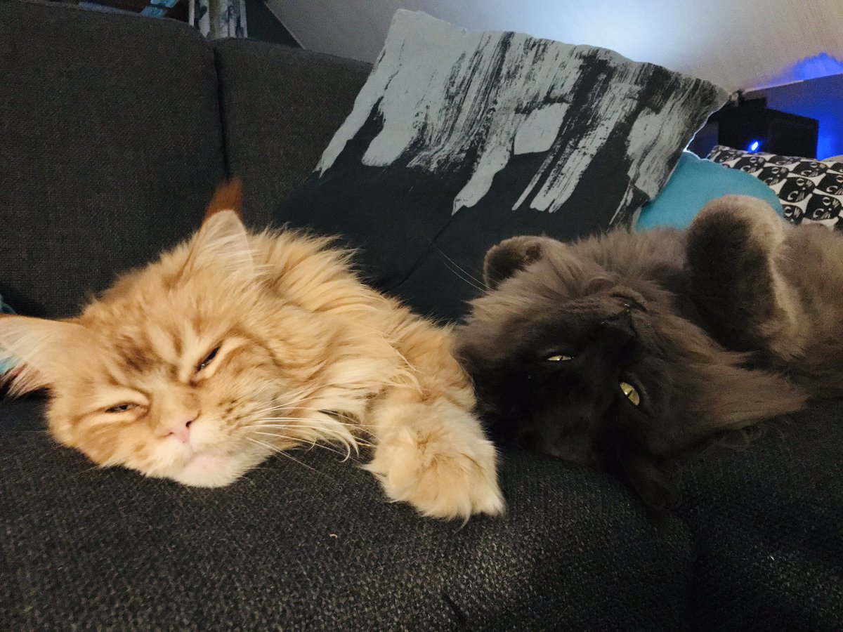 DKrawall's tweet photo. Current mood...
Live aus dem Wohnzimmer von #TeamLoudness
@LoudnessC https://t.co/oY7ORfK1dv