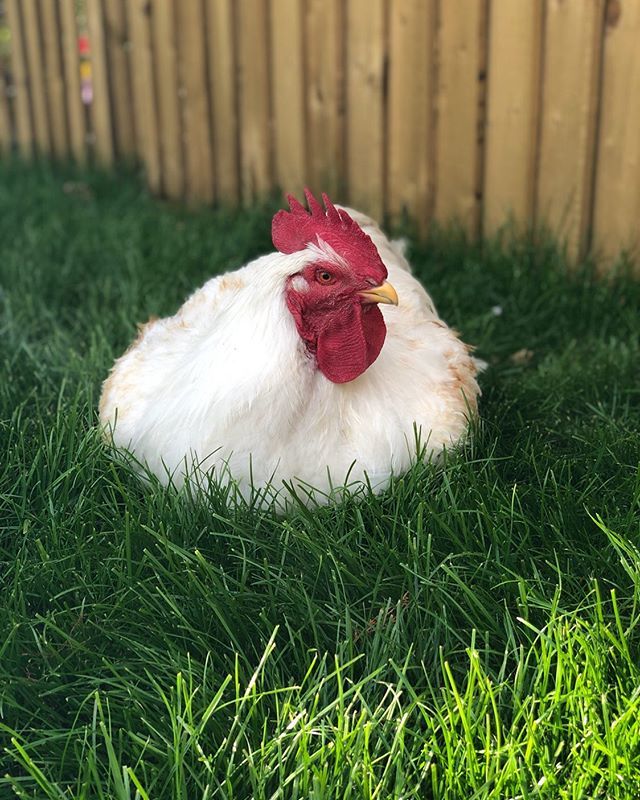 E17Chickens's tweet photo. It’s been a good weekend for sitting in the sun. ❤️ #dottie #dottienotdottie #e17chickens #freerangeeastlondon #backyardchickens #rescuechicken #cockerelsofinstagram #rooster #friendsnotfood https://t.co/Yo0X2iSOTc https://t.co/86nA9KXj7x
